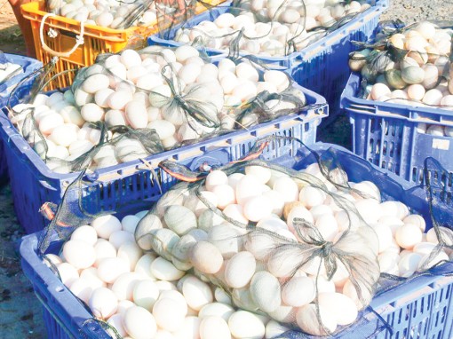 Giá trứng gà, vịt tiếp tục tăng