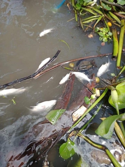 Cá tự nhiên chết hàng loạt trên sông, rạch huyện Phong Điền