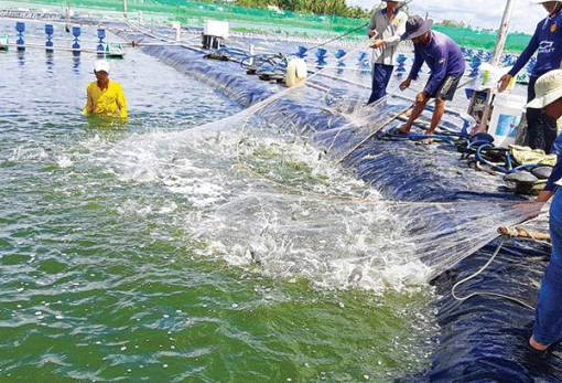 Xoay trục phát triển “thuận thiên” ở ÐBSCL<br>Bài 1: Xung lực mới thúc đẩy phát triển </br>