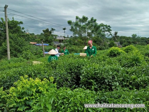 Hải trà Tân Cương - địa điểm mua trà ngon của
Thái Nguyên