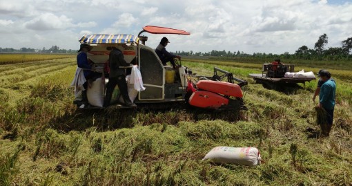 Chủ động thu hoạch lúa hè thu, kịp thời xuống giống vụ thu đông