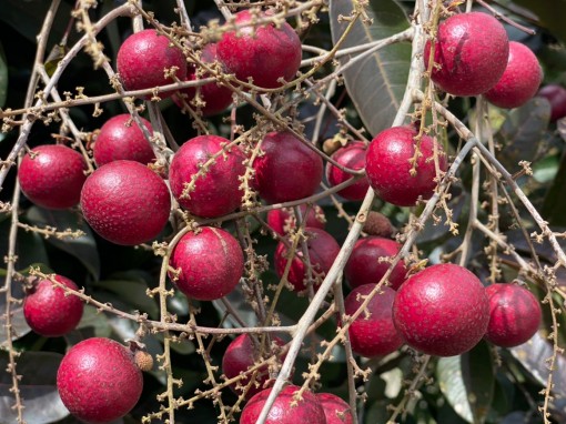 Nhãn tím có màu sắc "độc, lạ" bán được giá cao