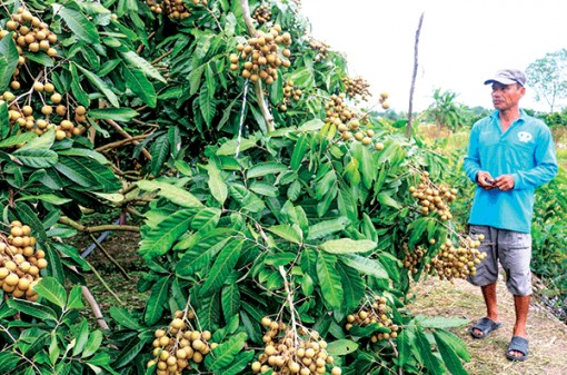 Dịch COVID-19 gây khó cho việc tiêu thụ nhiều loại  nông sản