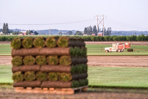 Thế giới lo ngại Trung Quốc thâu tóm đất nông nghiệp
