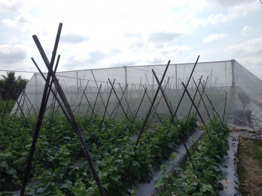 Nông sản dồi dào, đảm bảo cung ứng nhu cầu thiết yếu