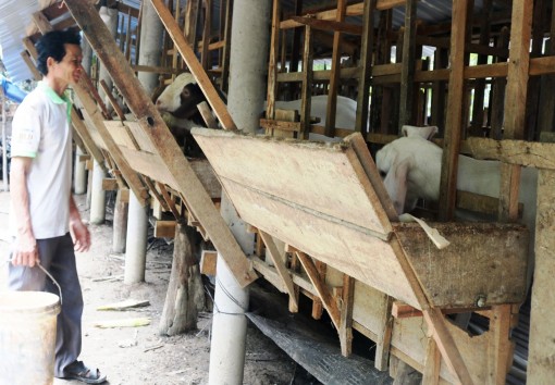 Giá dê hơi giảm mạnh, nhiều nơi thương lái tạm ngừng thu mua