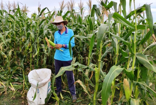 Giá trái bắp giảm mạnh