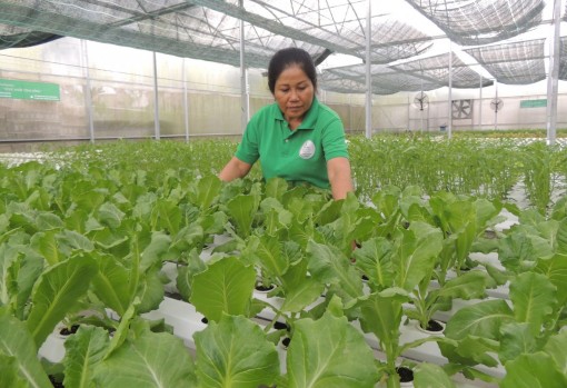 Thành lập Mạng lưới Doanh nghiệp thích ứng với biến đổi khí hậu khu vực ĐBSCL