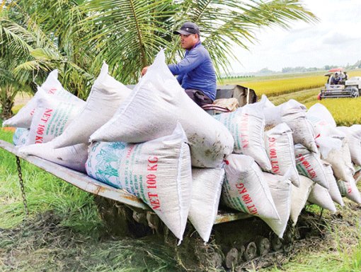 Nâng cao hiệu quả sản xuất lúa gạo