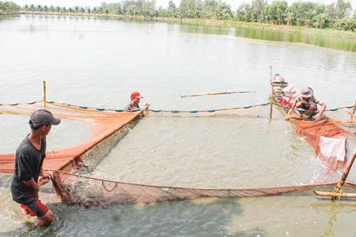 Cờ Ðỏ phát triển mô hình nuôi thủy sản nước ngọt