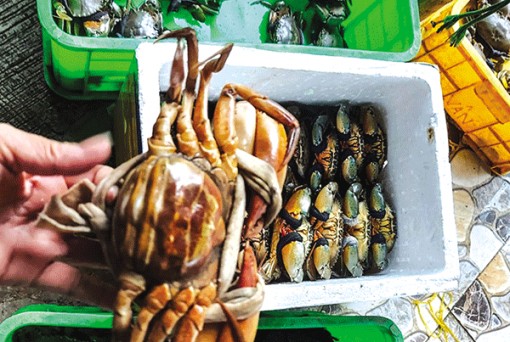 Giá cua biển ở Kiên Giang giảm mạnh