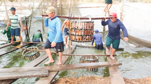 Phòng, khống chế và kiểm soát hiệu quả dịch bệnh trong nuôi thủy sản
