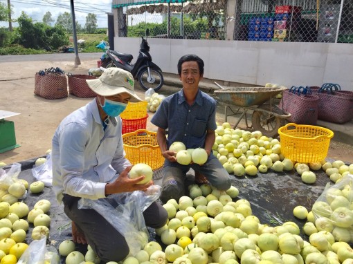 Dưa lê ngon ngọt, đầu ra ổn định nhờ liên kết tiêu thụ