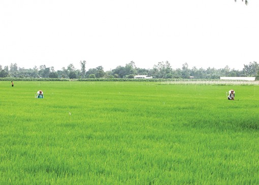 Sản xuất nông nghiệp đảm bảo an toàn trong thời gian phòng, chống dịch