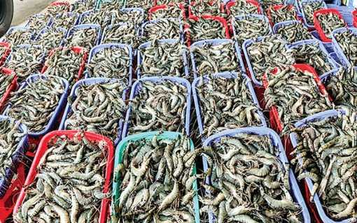 Giá tôm nguyên liệu giảm mạnh
