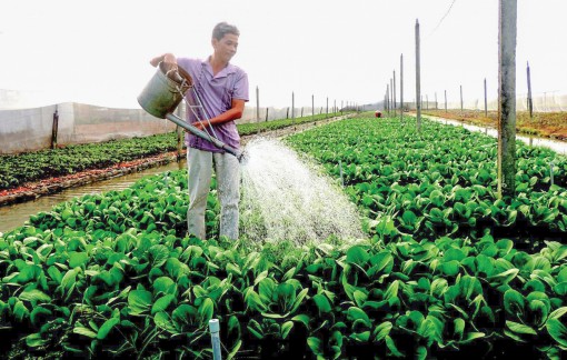 Tìm giải pháp để nông sản đồng bằng vượt khó mùa COVID-19