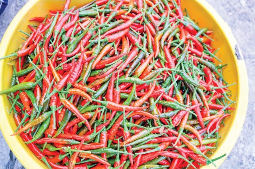 Giá ớt chỉ thiên tăng mạnh trở lại