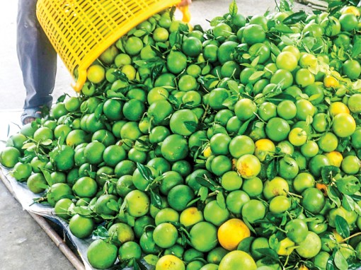 Cam tăng giá, chanh rớt giá, khó bán
