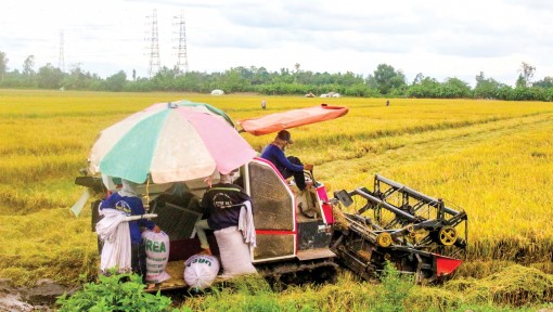 Cần giải pháp cấp bách để tiêu thụ lúa hè thu