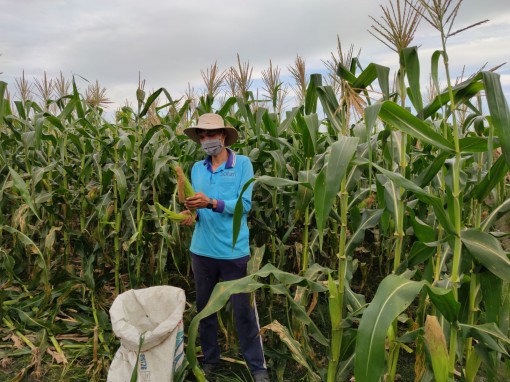 Diện tích gieo trồng rau màu giảm