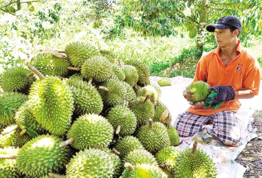 Giá trái sầu riêng giảm mạnh