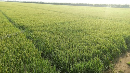 Hỗ trợ doanh nghiệp, tiểu thương ký kết hợp đồng bao tiêu lúa thu đông 2021