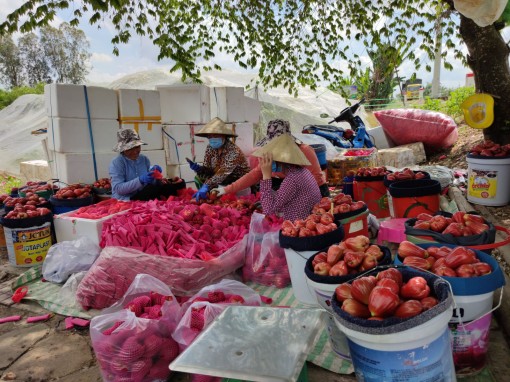 Gỡ khó cho sản xuất và tiêu thụ nông sản