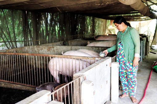 Heo hơi giảm giá khó tiêu thụ, người chăn nuôi thua lỗ