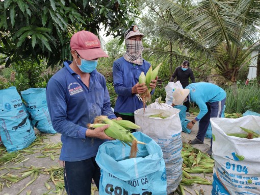 Thực hiện Đề án đổi mới phương thức kinh doanh tiêu thụ nông sản