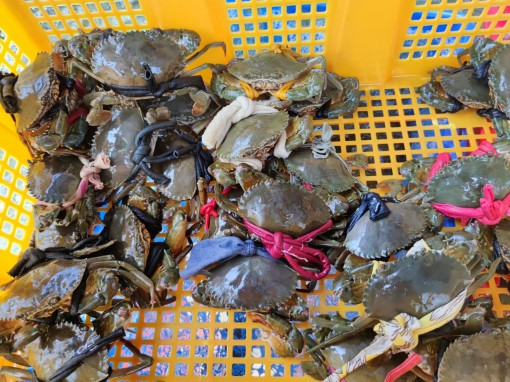 Đầu ra gặp khó, giá nhiều loại thủy hải sản giảm gần 50%