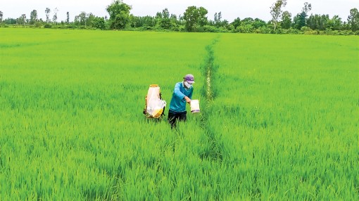 Nông dân đã giảm lượng sử dụng giống trong sản xuất lúa