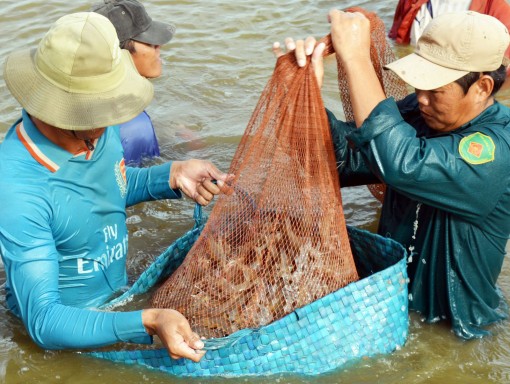 Tháo gỡ khó khăn cho ngành tôm trong tình hình dịch COVID-19