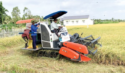 Cần hỗ trợ nông dân thu hoạch lúa an toàn trong mùa dịch