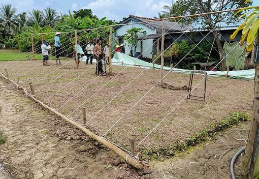 Cần hỗ trợ thu mua lúa tại các địa phương thu hoạch rộ lúa hè thu