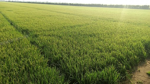 Nông dân neo lúa, chờ giá