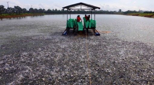 Người dân nuôi cá tra ở Thốt Nốt lỗ từ 1.000-2.000 đồng/kg