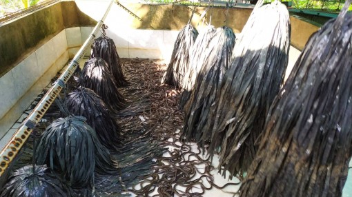 Người dân nuôi lươn gặp khó do giá giảm mạnh