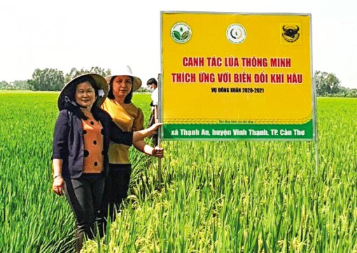 Nhân rộng mô hình canh tác lúa thông minh