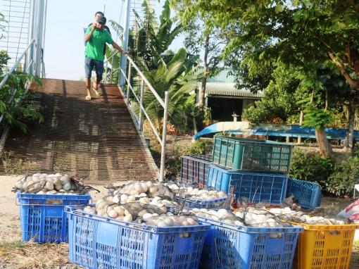 Thúc đẩy kết nối cung cầu thực phẩm tươi sống cho TP Hồ Chí Minh