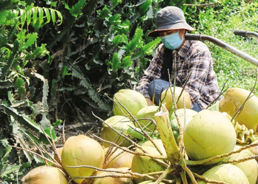 Dừa tươi duy trì giá bán ở mức cao