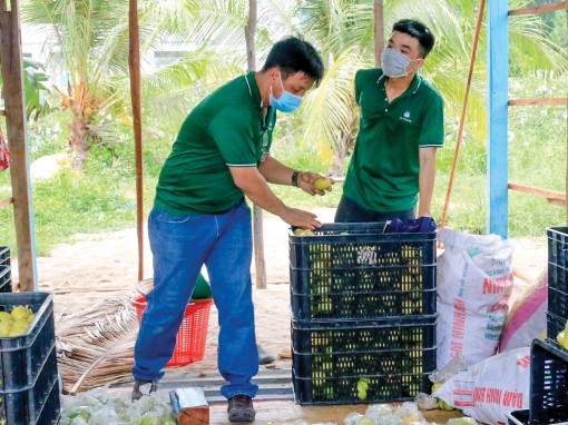 Hiệu quả từ xây dựng mã số vùng trồng