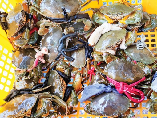 Cua biển, tôm thẻ tăng giá trở lại