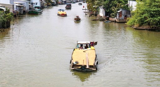 Giá lúa giảm mạnh