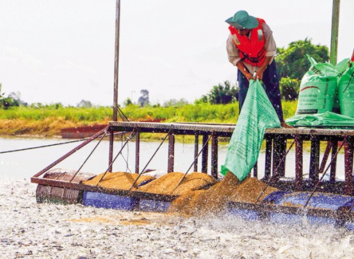 Tháo gỡ khó khăn cho sản xuất và chế biến cá tra xuất khẩu