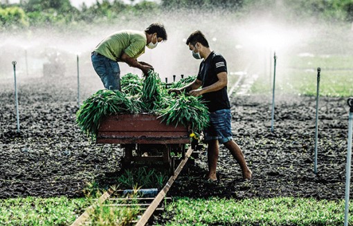 Huy động nguồn lực hỗ trợ hợp tác xã khôi phục sản xuất kinh doanh