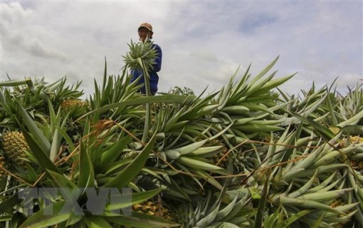 Thúc đẩy sản xuất, lưu thông, tiêu thụ và xuất khẩu nông sản