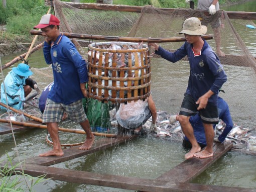 Bàn giải pháp khôi phục, phát triển chuỗi cá tra sau giãn cách xã hội