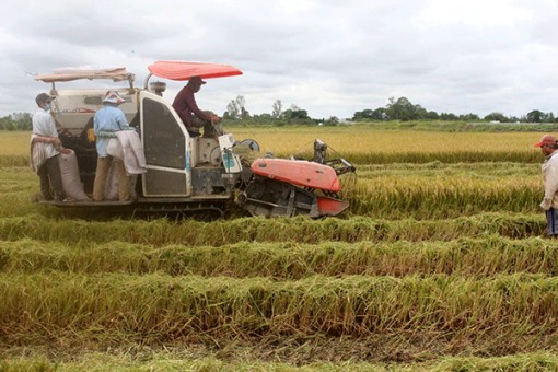 Vào mùa thu hoạch lúa thu đông