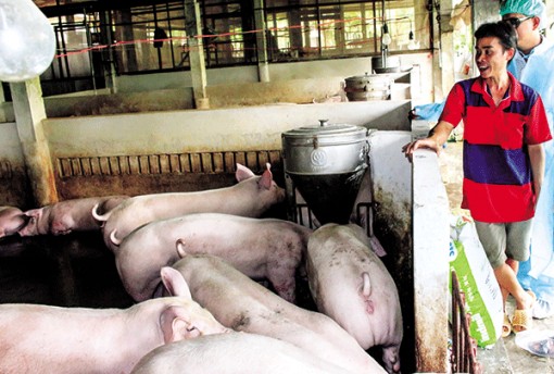 An toàn phòng, chống dịch bệnh, khôi phục đàn vật nuôi