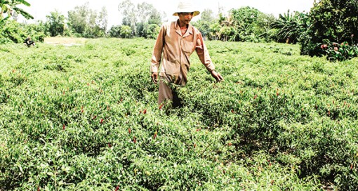 Giá ớt chỉ thiên tăng mạnh